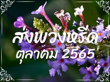 ส่งพวงหรีด ต.ค. 2565