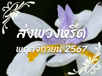 ส่งพวงหรีด พ.ย. 2567